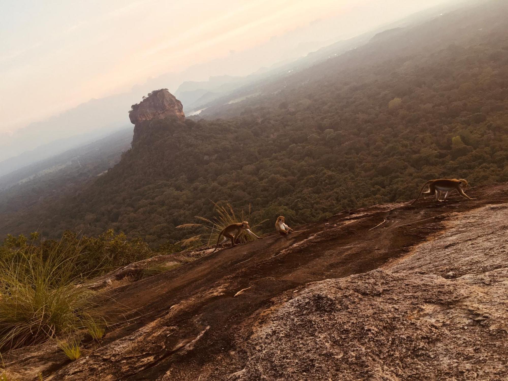 Hotel Sigiriya Kele Extérieur photo